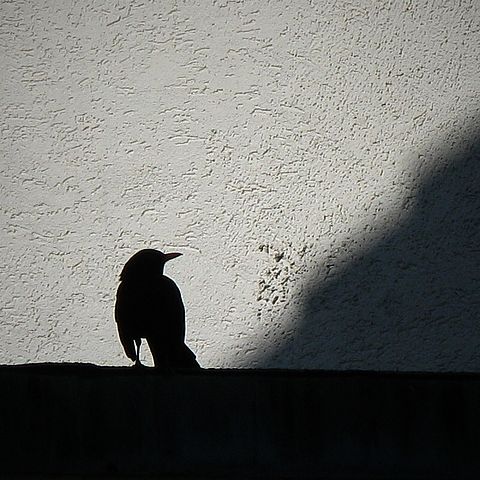 Amsel