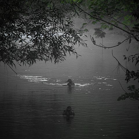 Enten im Nebel