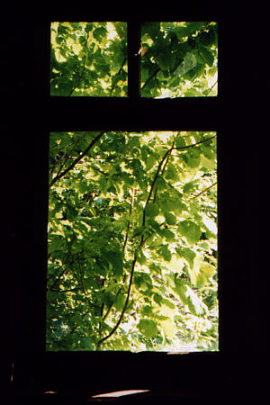 Blick durch ein v&ouml;llig zugewachsenes Fenster