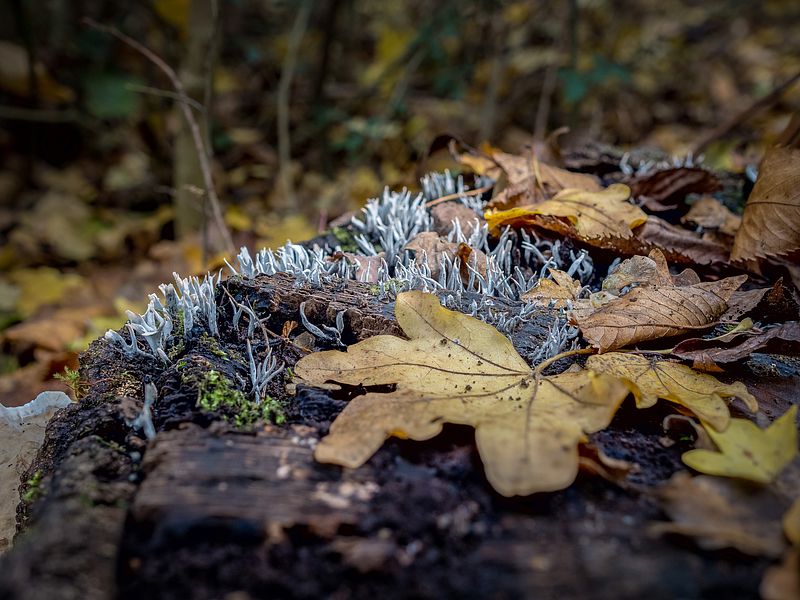 Geweihförmige Holzkeule