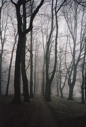 Weg im Nebel