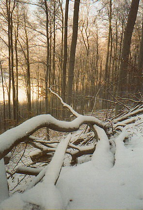 Winterwald