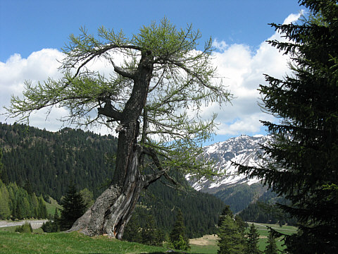 Fr�hling am Luckmannierpass (CH)
