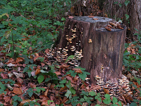 Stubbenpilze