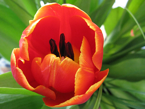 Tulpe