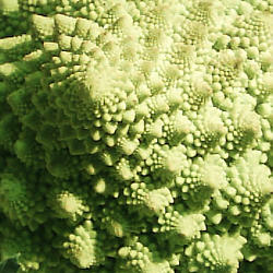 Romanesco