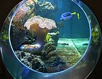 Aquarium