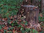 Stubbenpilze