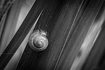 Schnecke